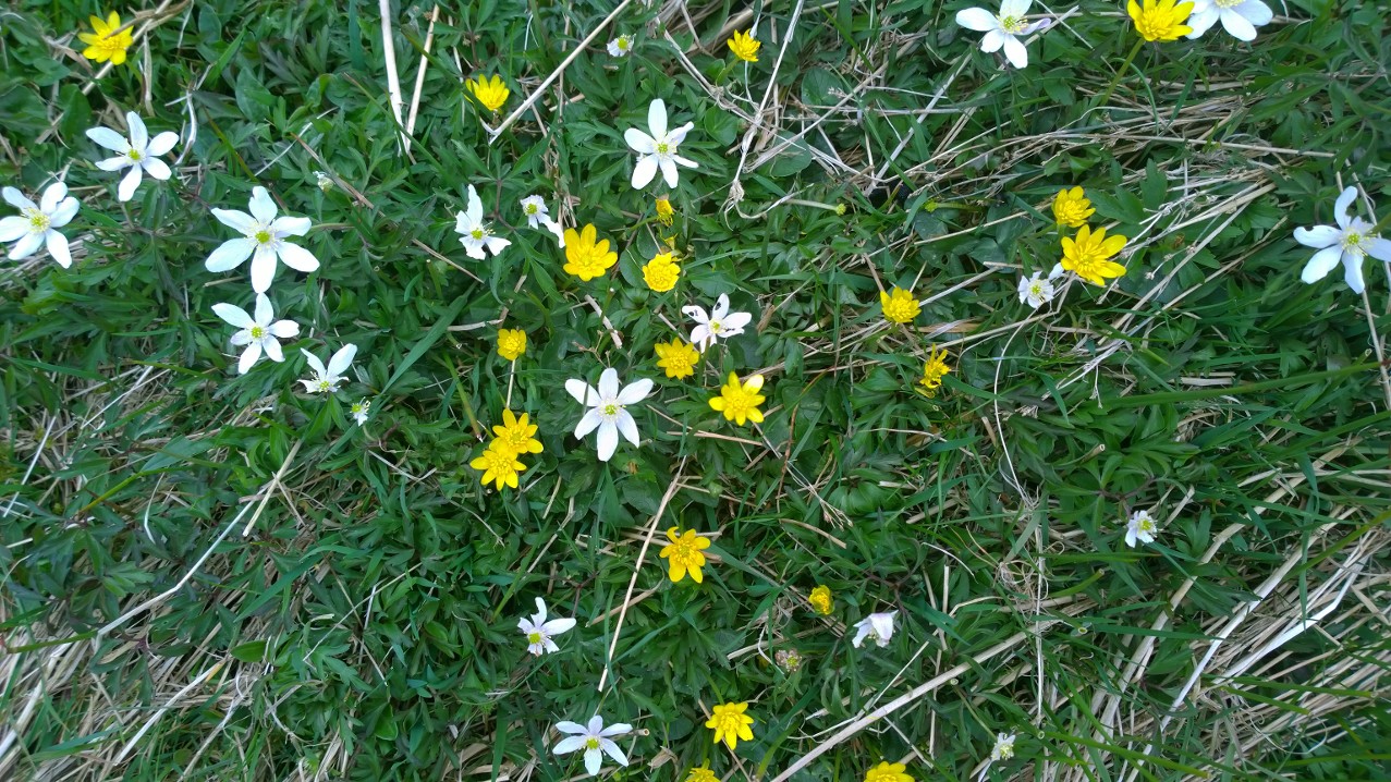 Marsh Meadow Flowers