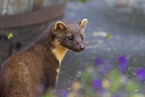 pinemarten2