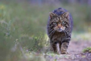 Scottish Wildcat