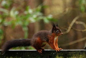 squirrelonfence