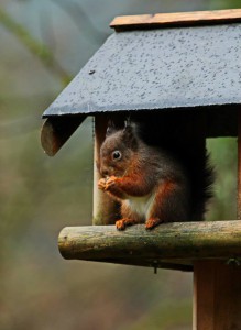 wetsquirrel