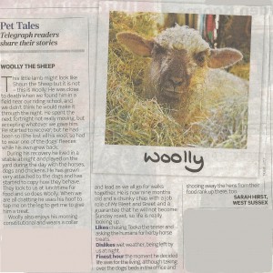 wooleythesheep