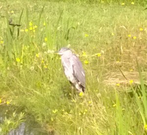 heron