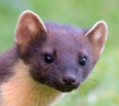 Pine Marten