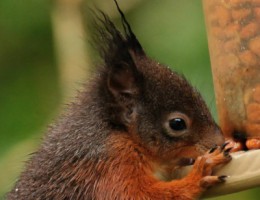 Red Squirrel