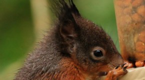 Red Squirrel